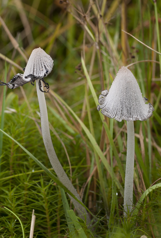 Coprinopsis semitalis